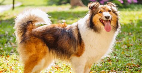 shetland sheepdog personality traits.